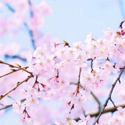 bb平台体育下载